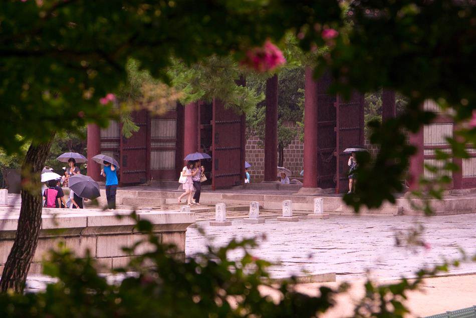 벗에 대한 그리움, 탈속 그리고 절개로 선비들이 사랑한 배롱나무 꽃(백일홍) 62 덕수궁 비오는 날 배롱나무-7040