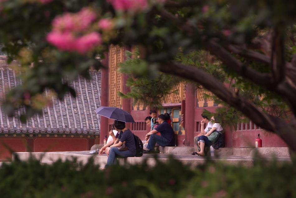 벗에 대한 그리움, 탈속 그리고 절개로 선비들이 사랑한 배롱나무 꽃(백일홍) 63 덕수궁 비오는 날 배롱나무-7066