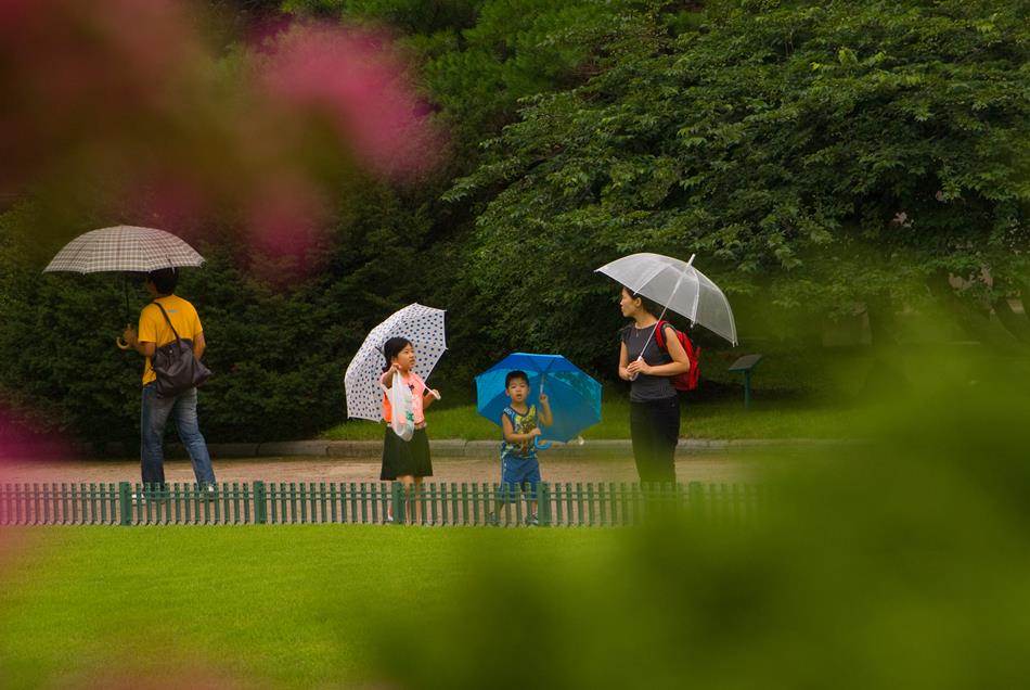 벗에 대한 그리움, 탈속 그리고 절개로 선비들이 사랑한 배롱나무 꽃(백일홍) 61 덕수궁 비오는 날 배롱나무-7068