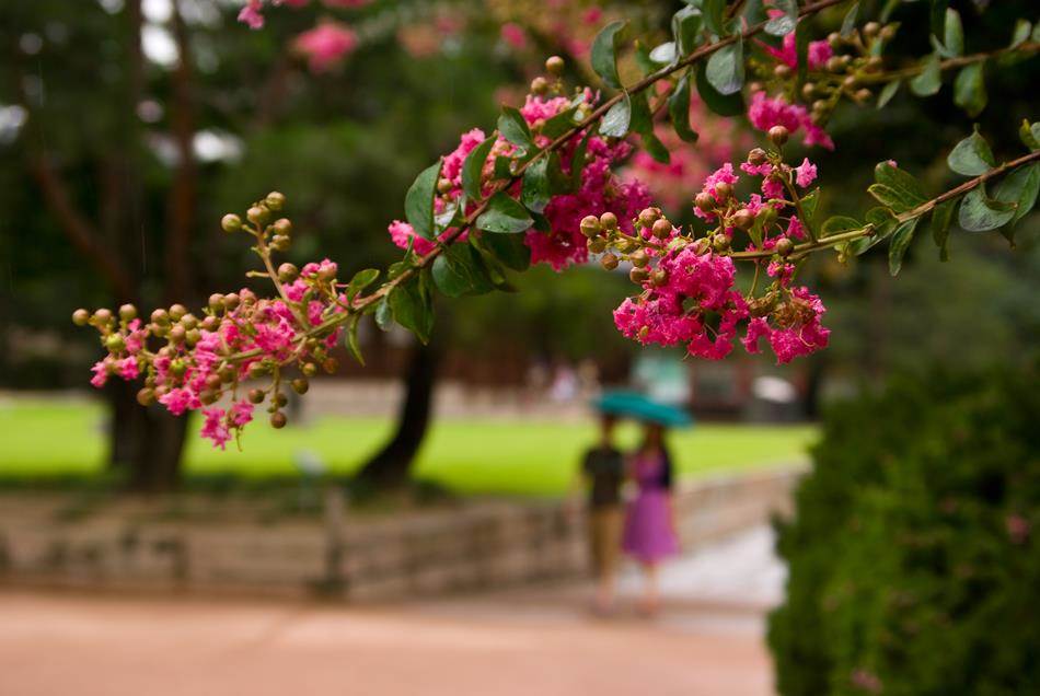 덕수궁 비오는 날 배롱나무-7072