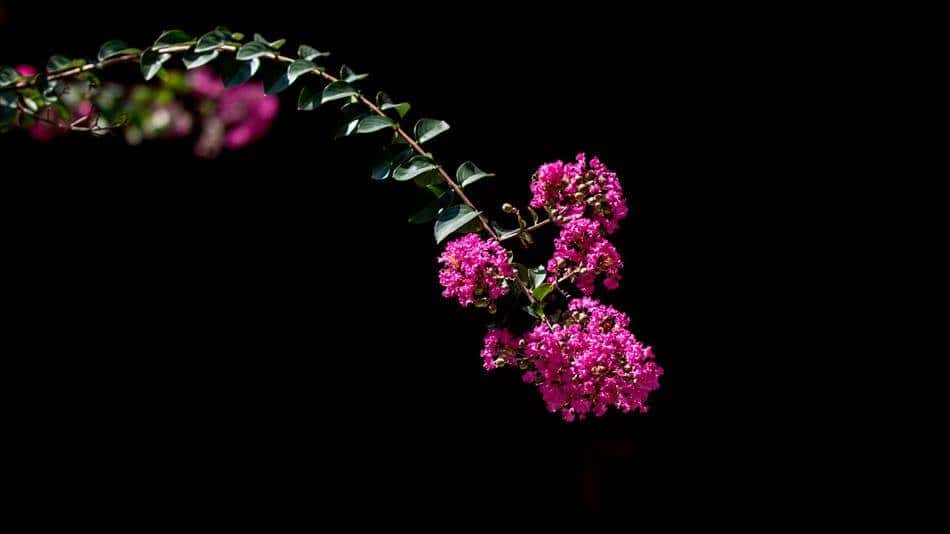 벗에 대한 그리움, 탈속 그리고 절개로 선비들이 사랑한 배롱나무 꽃(백일홍) 58 배롱나무 꽃-0008
