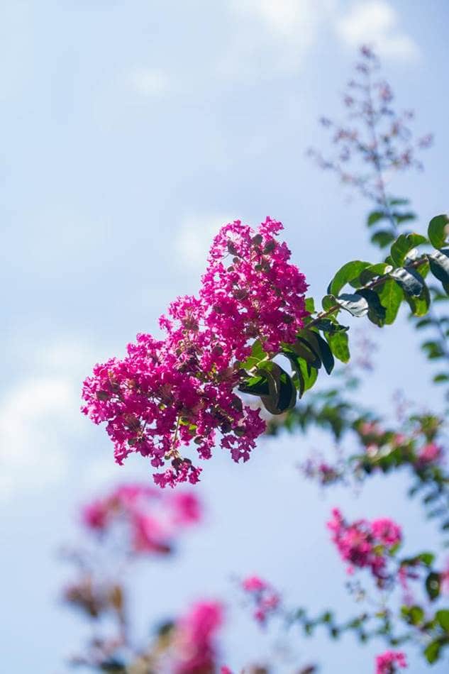 벗에 대한 그리움, 탈속 그리고 절개로 선비들이 사랑한 배롱나무 꽃(백일홍) 57 배롱나무 꽃-9949