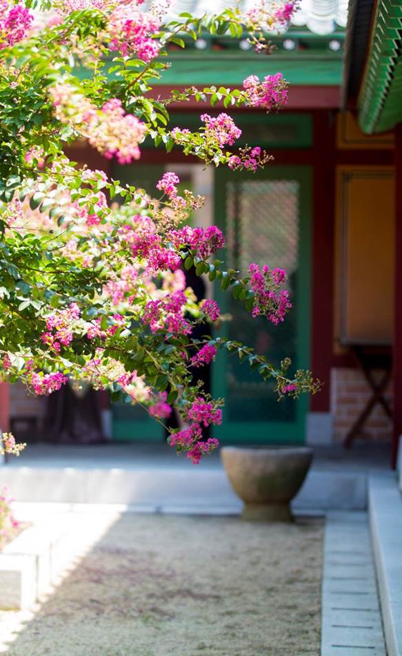 벗에 대한 그리움, 탈속 그리고 절개로 선비들이 사랑한 배롱나무 꽃(백일홍) 54 배롱나무 꽃이 있는 풍경-0020