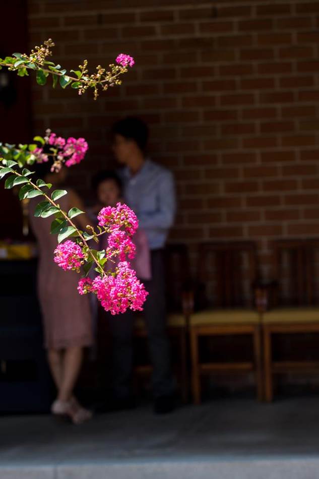벗에 대한 그리움, 탈속 그리고 절개로 선비들이 사랑한 배롱나무 꽃(백일홍) 50 배롱나무꽃 그리고 유빈가족-9972
