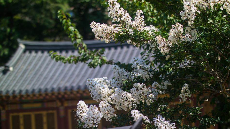 벗에 대한 그리움, 탈속 그리고 절개로 선비들이 사랑한 배롱나무 꽃(백일홍) 59 하얀 배롱나무꽃 그리고 고택-0033