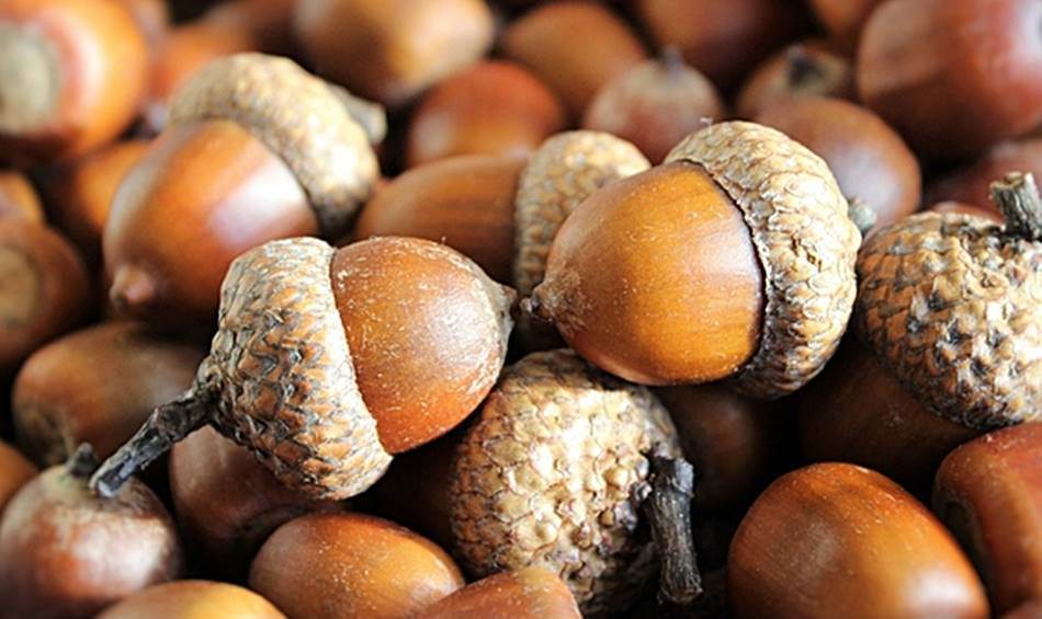  도토리-이미지-resize-중앙일보-이미지-참조