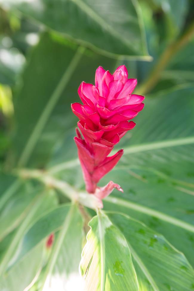 괌의 꽃, 레드 진저(Red Ginger) 꽃생강
