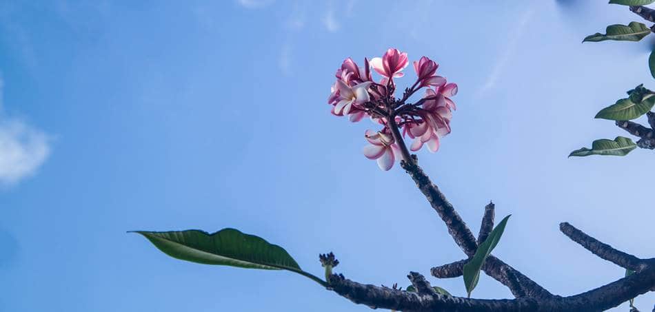괌에서 담아 온 플루메리아(Plumeria) 꽃