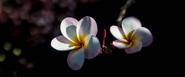 괌의 꽃 이야기 - 괌 차모로족 장식용으로 쓰이는 플루메리아(Plumeria) 11