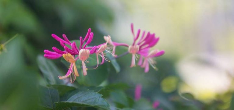 비에 젖은 애기 사과꽃
