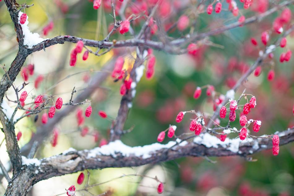 겨울 산수유를 담다 눈에 쌓인 산수유 열매