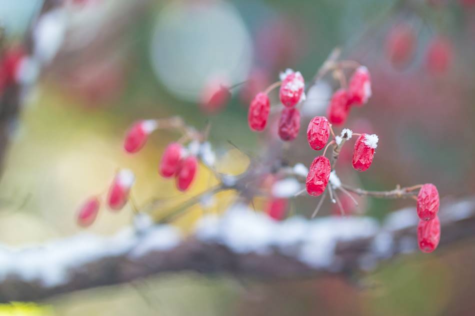 겨울 산수유를 담다 눈에 쌓인 산수유 열매