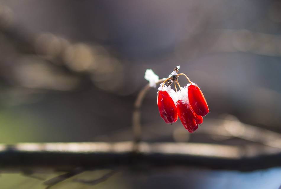겨울 산수유를 담다 눈에 쌓인 산수유 열매
