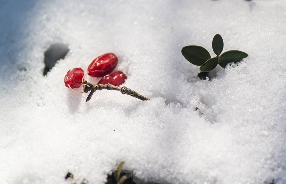 겨울 산수유를 담다 눈에 쌓인 산수유 열매