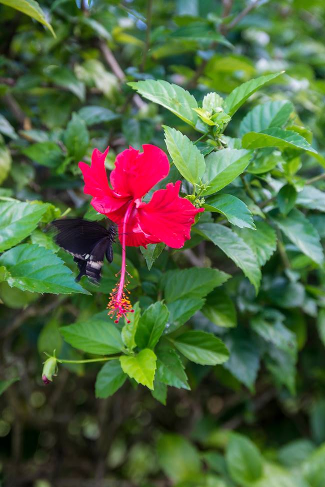 얼렁뚱땅 다녀온 괌(GUAM) 여행기 – 괌에서 담은 아름다운 꽃 이야기 6