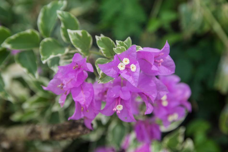 괌의 꽃, 부겐빌레아(Bougainvillea)