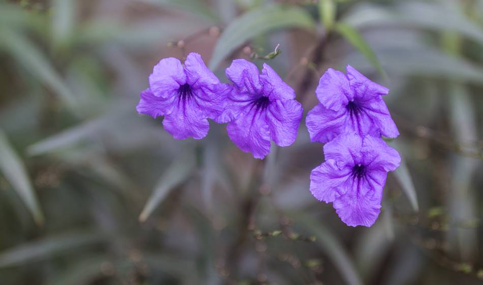 괌의 곷, 심플렉스 루엘리아