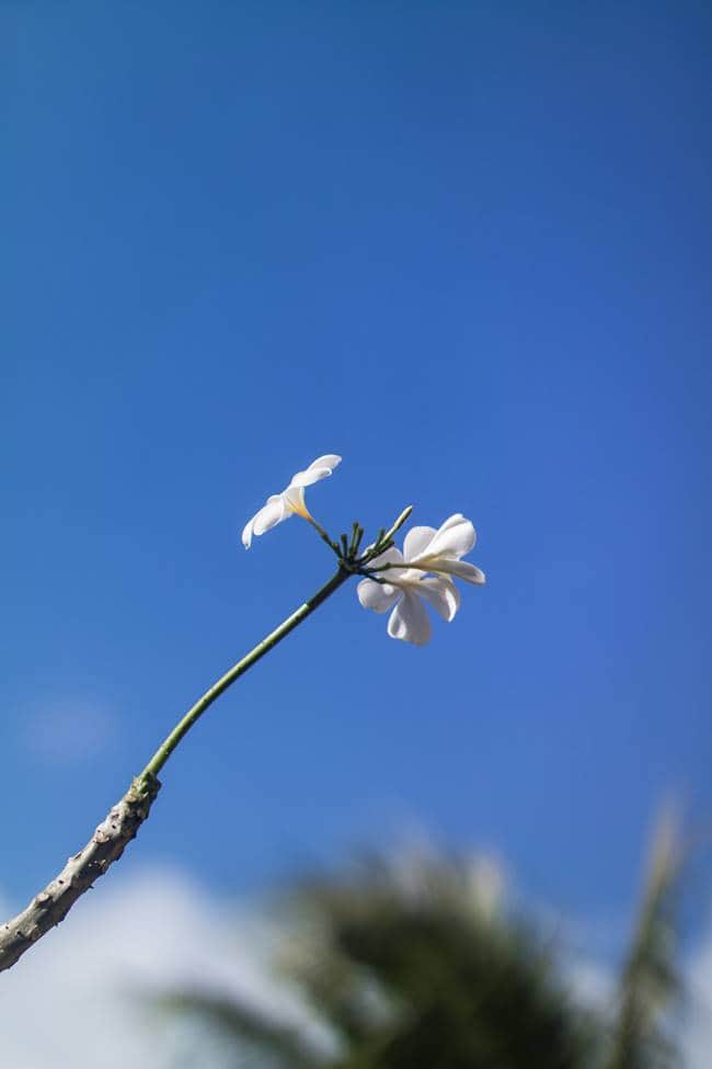 괌에서 담아 온 플루메리아(Plumeria) 꽃