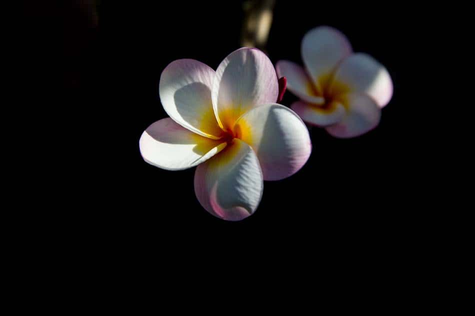 괌에서 담아 온 플루메리아(Plumeria) 꽃