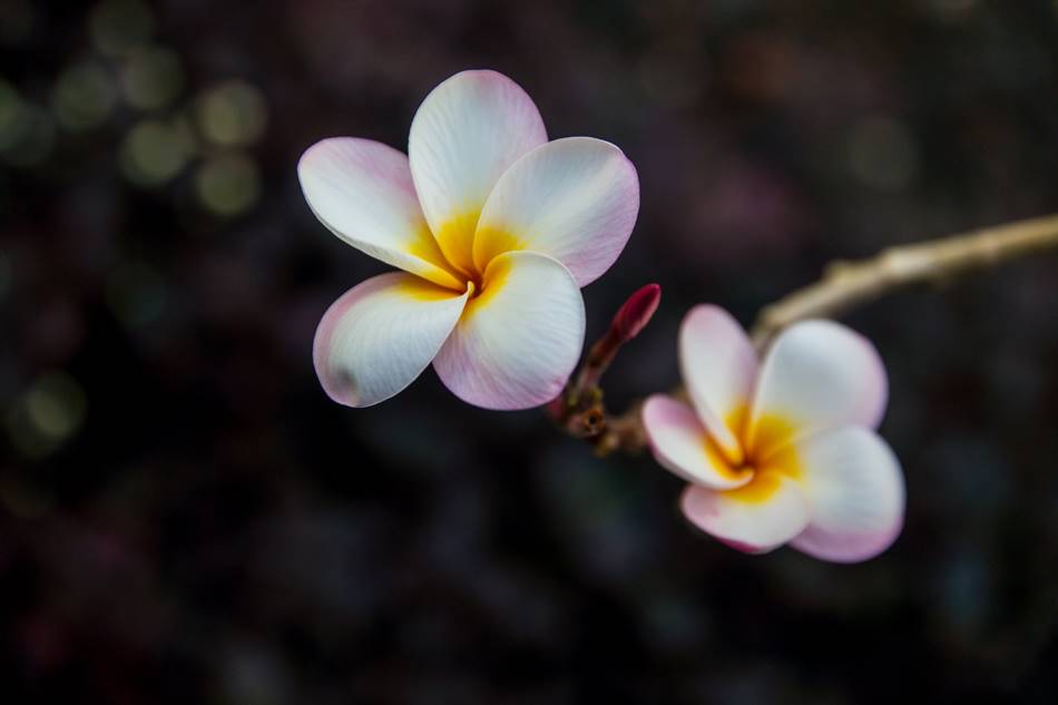 괌에서 담아 온 플루메리아(Plumeria) 꽃 