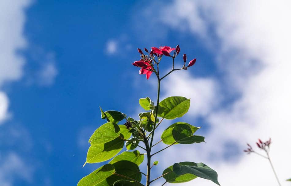 괌의 꽃, 마타피아 또는 야트로파 인테게리마(Jatropha integerrima) 02