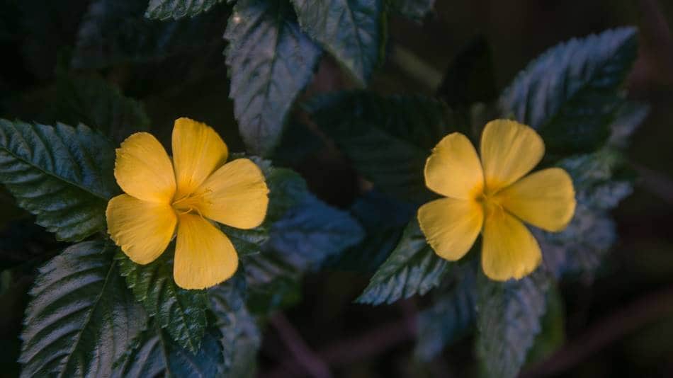 괌의 꽃, 터네라 울미폴리아