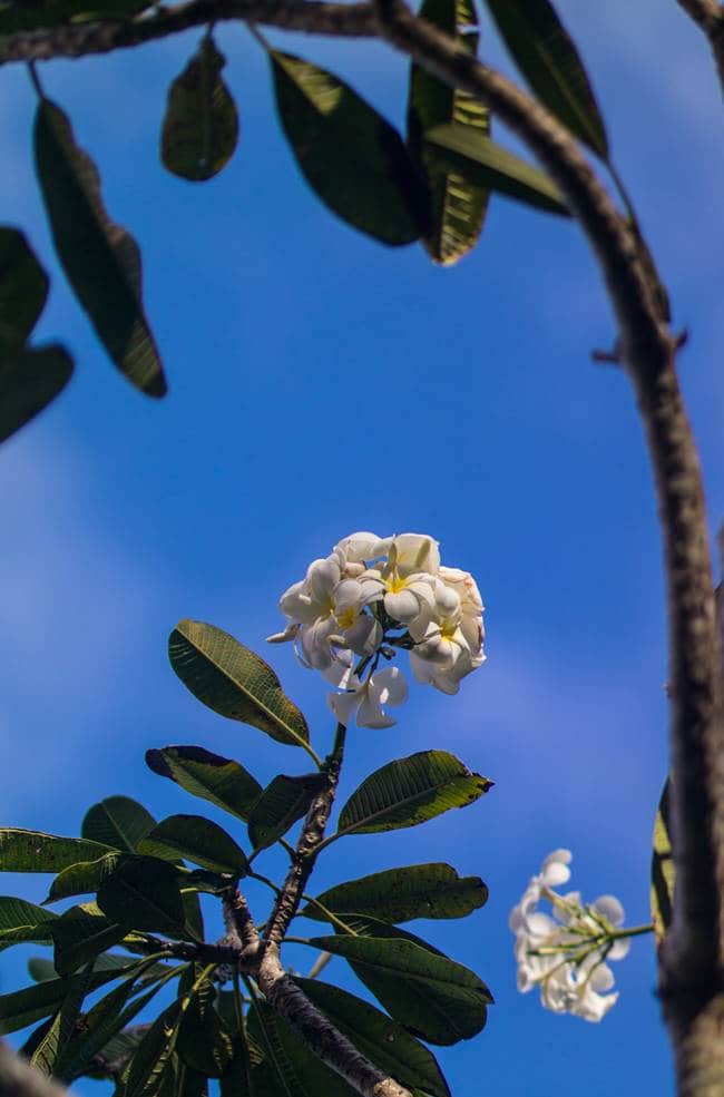 괌에서 담아 온 플루메리아(Plumeria) 꽃