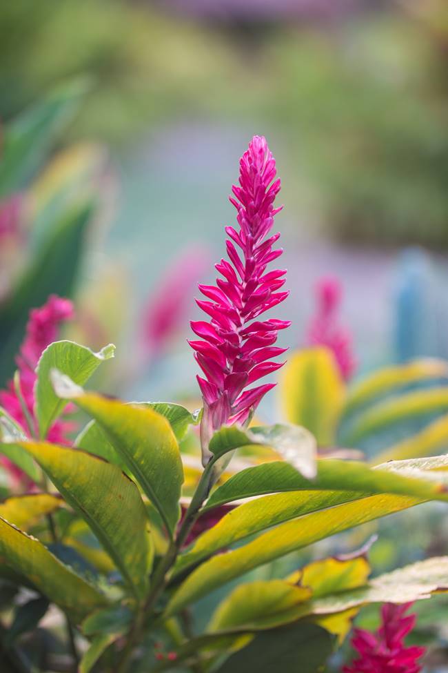 괌의 꽃, 레드 진저(Red Ginger) 꽃생강