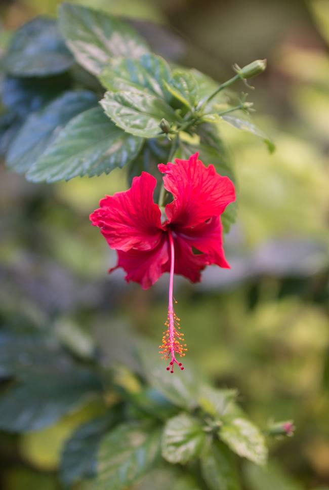 괌의 꽃, 히비스커스(Hibiscus)