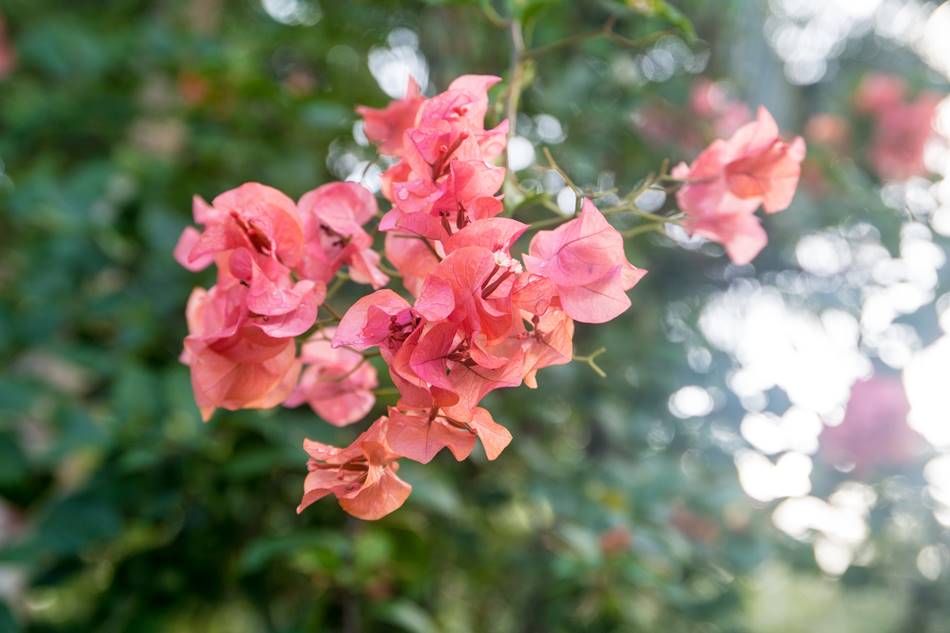 괌의 꽃, 부겐빌레아(Bougainvillea)