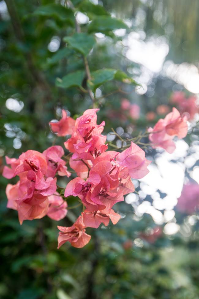 괌의 꽃, 부겐빌레아(Bougainvillea)