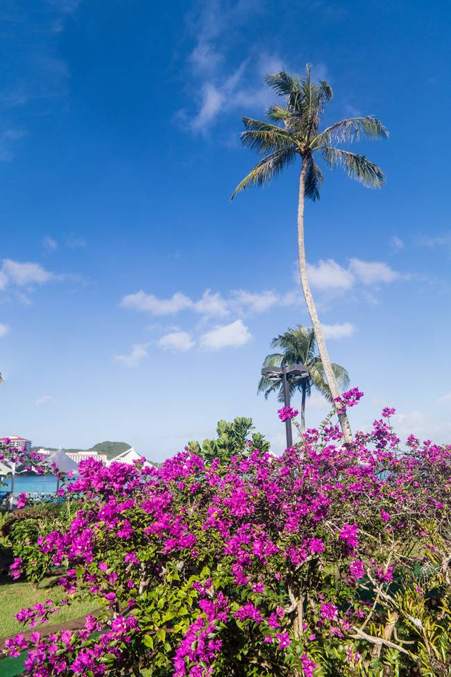 괌의 꽃, 부겐빌레아(Bougainvillea)