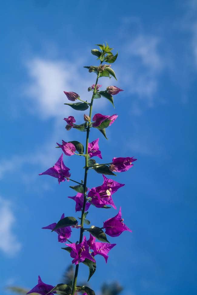 괌의 꽃, 부겐빌레아(Bougainvillea)
