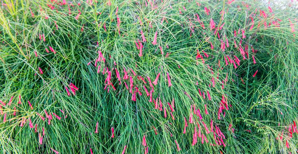 괌의 곷, 폭죽초