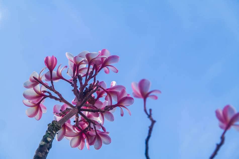 괌에서 담아 온 플루메리아(Plumeria) 꽃