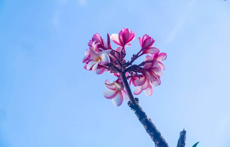 괌에서 담아 온 플루메리아(Plumeria) 꽃