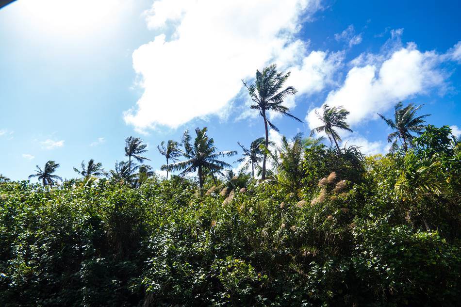 정글 리버 쿠르즈(riverboat cruise)중에 담은 탈로포포 강(Talofofo River)의 풍경들