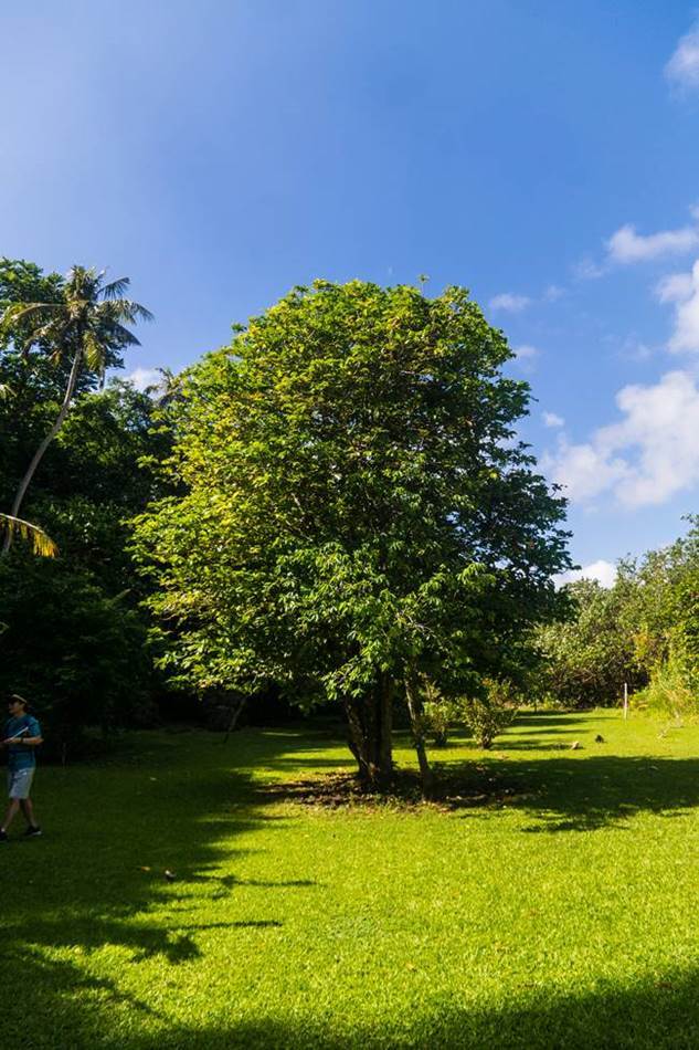 얼렁뚱땅 다녀온 괌(GUAM) 여행기 – 괌의 아름다움과 전통 문화가 가득한 정글 리버 쿠르즈(Riverboat Cruise) 32