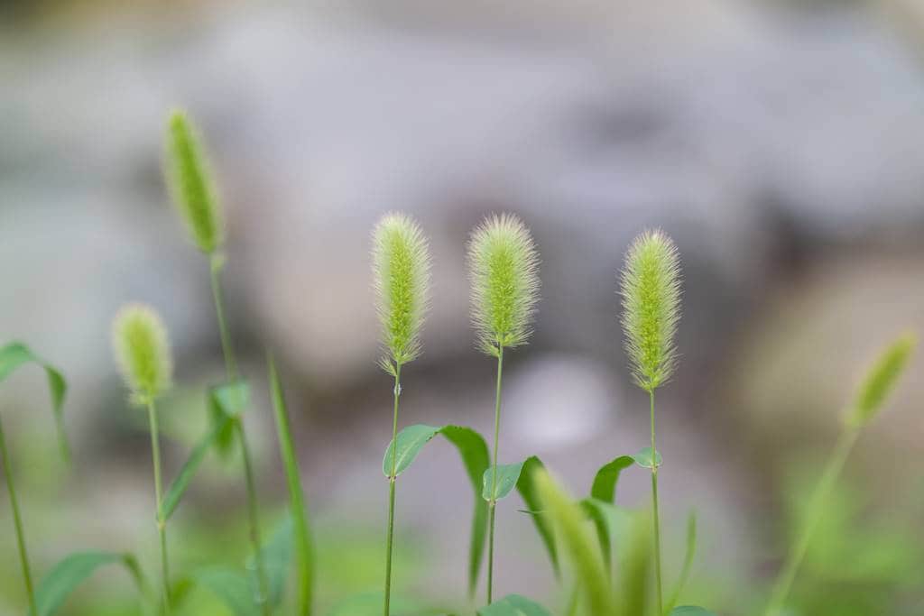 강아지풀 삼형제