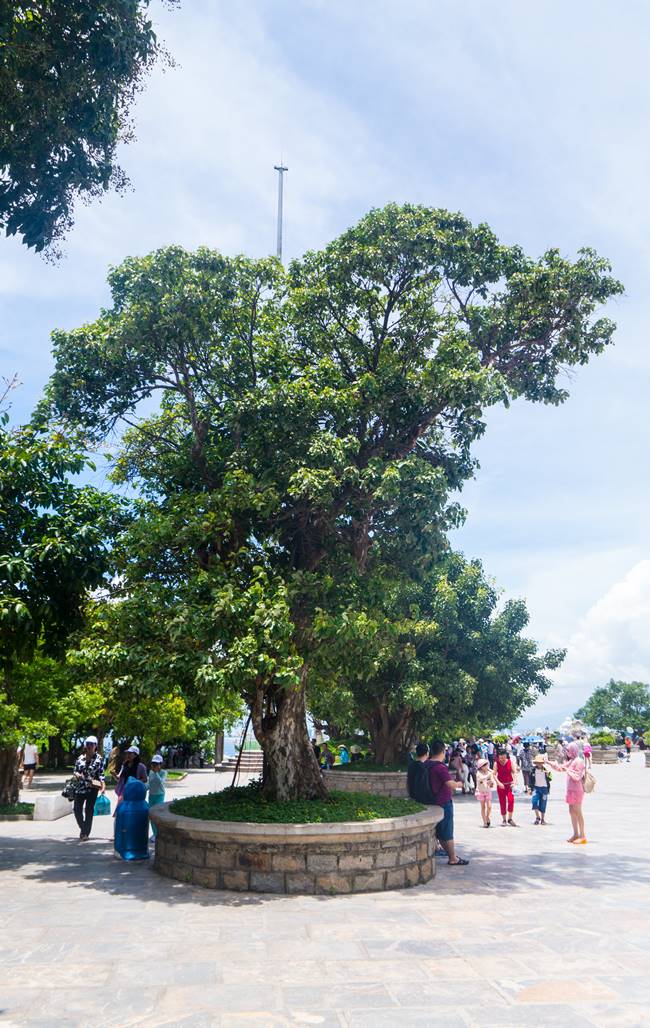 린응사 경내의 멋진 나무들-6089