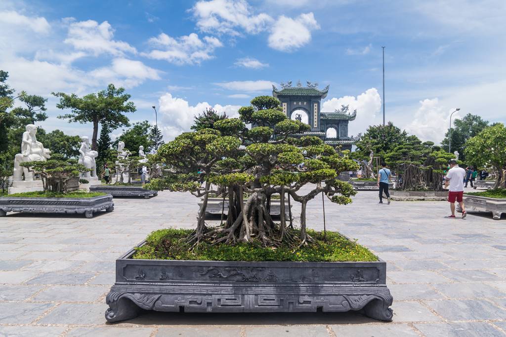 린응사 경내의 아름다운 분재-6162