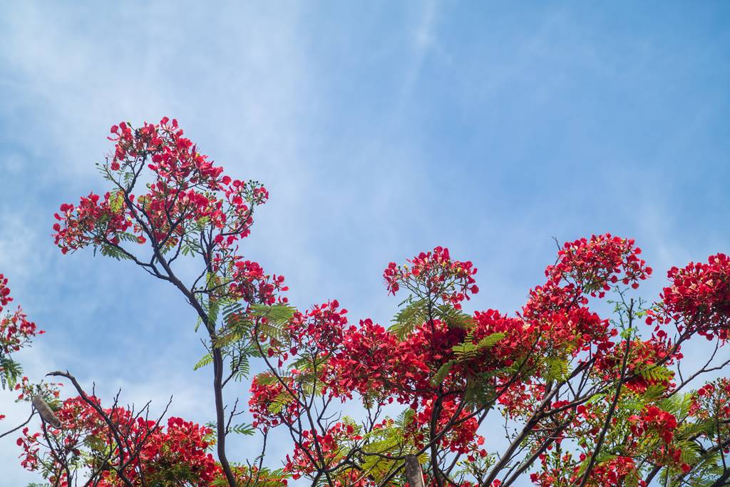 베트남 다낭 여행 - 다낭 대성당 베트남의 상징 화프엉