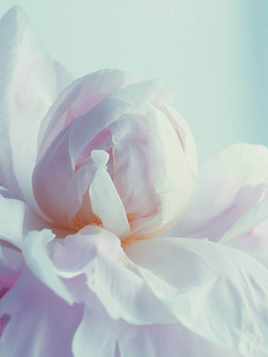 2017년 아이폰으로 담은 최고의 사진_아이폰 10주년 IPPAWARDS 2017 2ndPlace-Floral-Julia-Smetanina