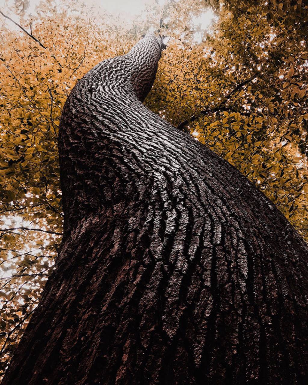 2017년 아이폰으로 담은 최고의 사진_아이폰 10주년 IPPAWARDS 2017 59469_21741-20519_1_1_15_Dyllon-Wolf-Trees-760x950