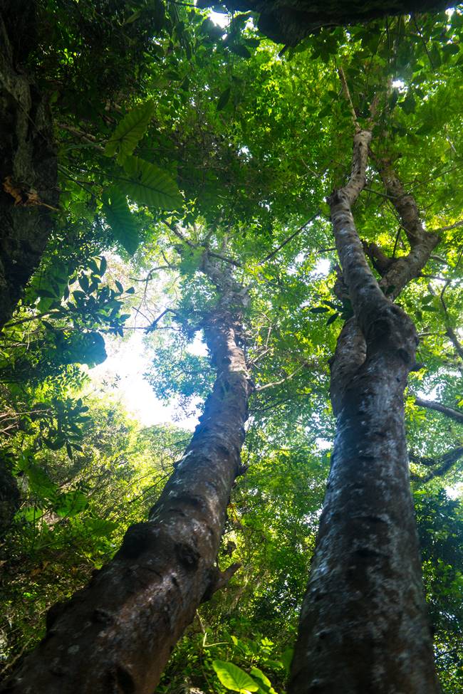 오행산(마블 마운틴) 정주동굴 가는길의 아름들이 나무-5909