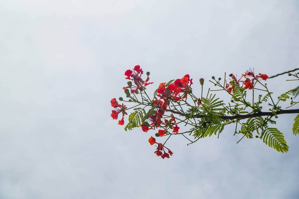 름다운 꽃나무 화프잉