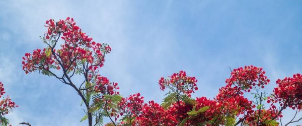 베트남 다낭 여행기 #17 – 베트남 다낭과 호이안에서 만난 아름다운 꽃들 3