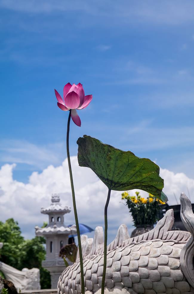  하늘 높이 솟아 꽃을 피운 연꽃