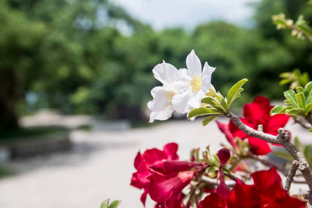 동남아 여행 시 볼 수 있는 꽃중이 하라라는데..협죽도과 상록관목으로 '아데니움 오베숨' 영명은 'Desert Rose(사막의 장미)'