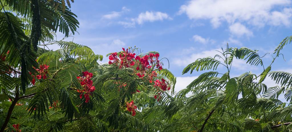 름다운 꽃나무 화프잉